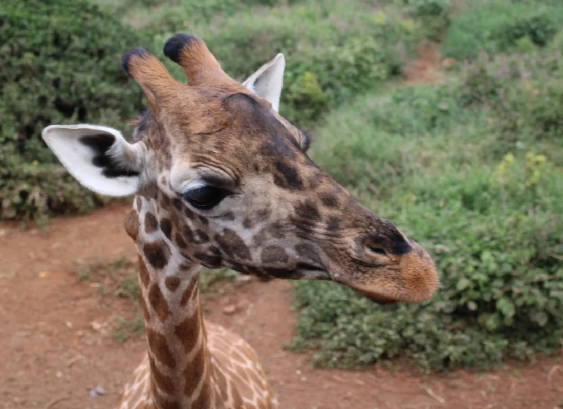 Giraffe_giraffe_centre_kenya_derek_colleen_honeymoon